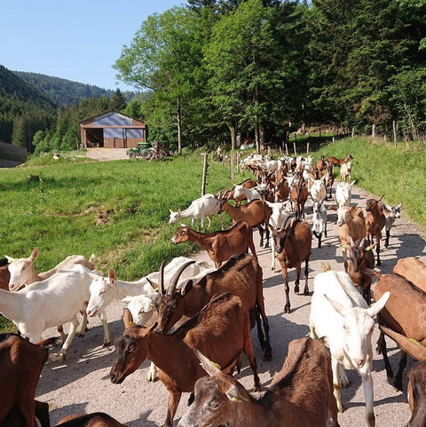 Ferme Xéfosse